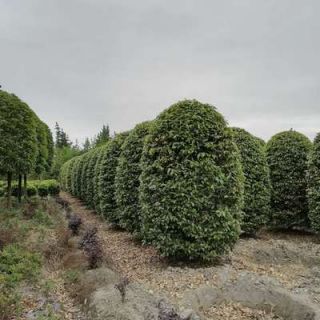 匠心筑綠，生態共贏 專業園林綠化施工服務